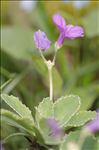 Primula marginata Curtis