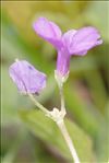 Primula marginata Curtis