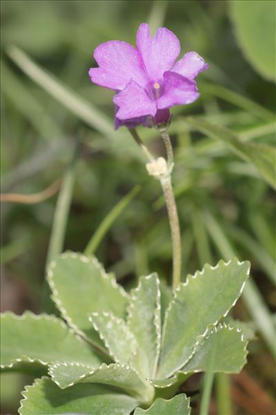 Primula marginata Curtis