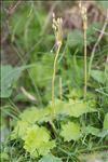 Primula matthioli (L.) J.A.Richt.