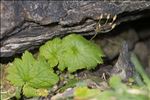 Primula matthioli (L.) J.A.Richt.