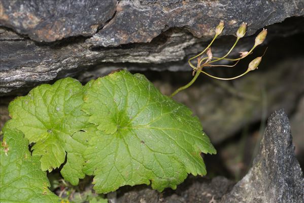 Primula matthioli (L.) J.A.Richt.