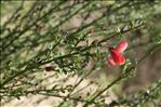 Cytisus scoparius subsp. maritimus (Rouy) Heywood