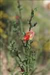 Cytisus scoparius subsp. maritimus (Rouy) Heywood