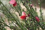 Cytisus scoparius subsp. maritimus (Rouy) Heywood