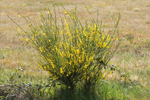 Cytisus scoparius (L.) Link