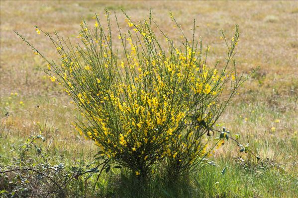 Cytisus scoparius (L.) Link subsp. scoparius