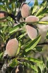Prunus dulcis (Mill.) D.A.Webb