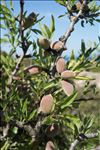 Prunus dulcis (Mill.) D.A.Webb