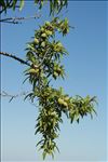 Prunus dulcis (Mill.) D.A.Webb