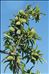 Prunus dulcis (Mill.) D.A.Webb