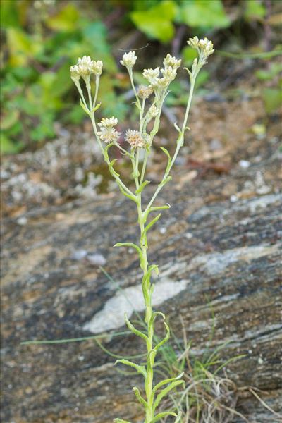 Pseudognaphalium undulatum (L.) Hilliard & Burtt