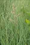Puccinellia maritima (Huds.) Parl.