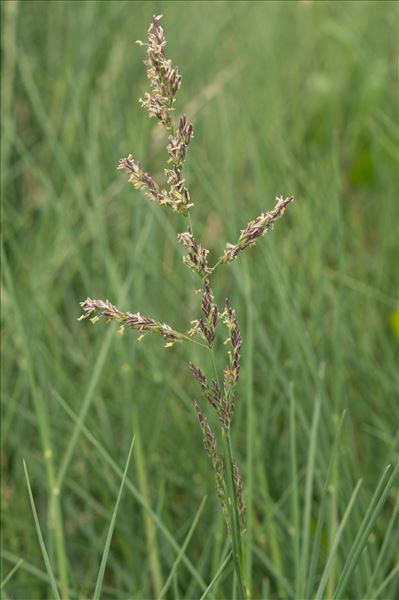 Puccinellia maritima (Huds.) Parl.