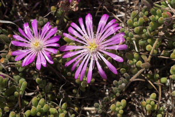 Drosanthemum hispidum (L.) Schwantes