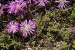 Drosanthemum hispidum (L.) Schwantes