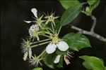 Pyrus spinosa Forssk.