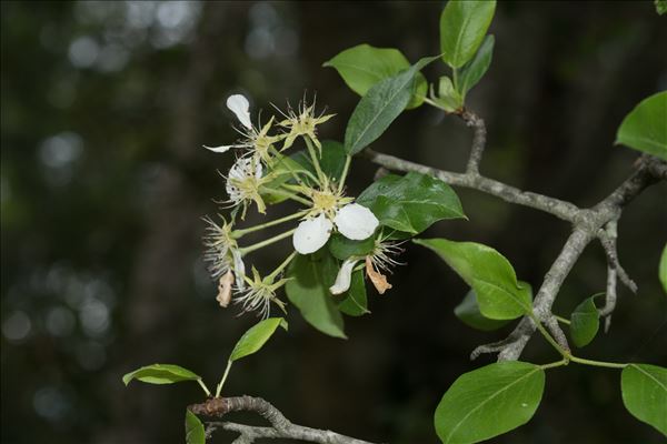 Pyrus spinosa Forssk.