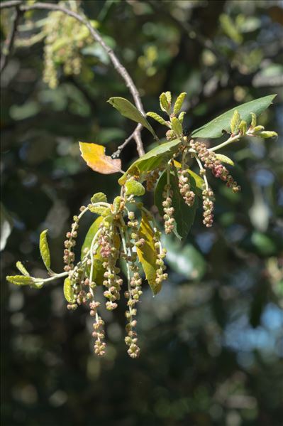 Quercus suber L.