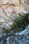 Ranunculus glacialis L.