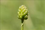 Ranunculus gramineus L.