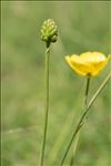 Ranunculus gramineus L.