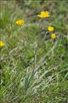 Ranunculus gramineus L.