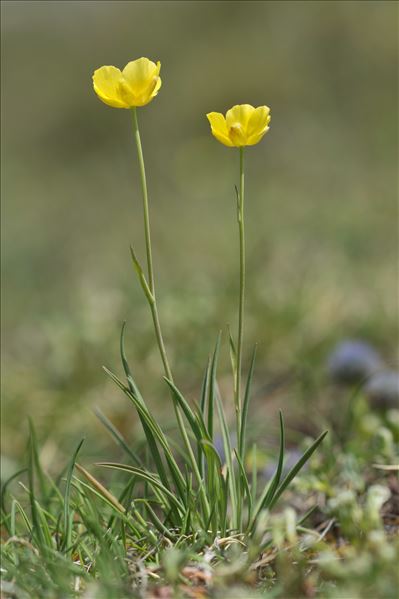 Ranunculus gramineus L.