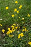 Ranunculus gramineus L.