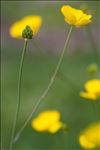 Ranunculus gramineus L.