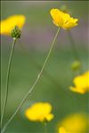 Ranunculus gramineus L.