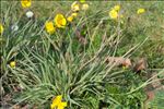 Ranunculus gramineus L.