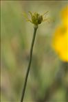 Ranunculus gramineus L.