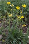 Ranunculus gramineus L.