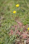 Ranunculus gramineus L.