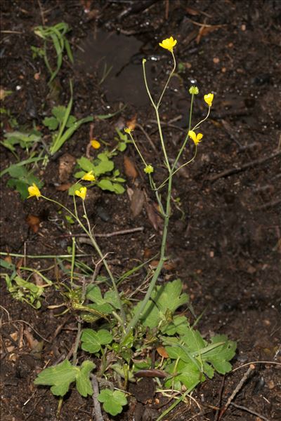 Ranunculus macrophyllus Desf.