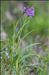 Dactylorhiza maculata (L.) Soó subsp. maculata