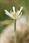 Ranunculus pyrenaeus L.