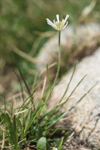 Ranunculus pyrenaeus L.