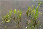 Ranunculus revelierei Boreau var. revelierei