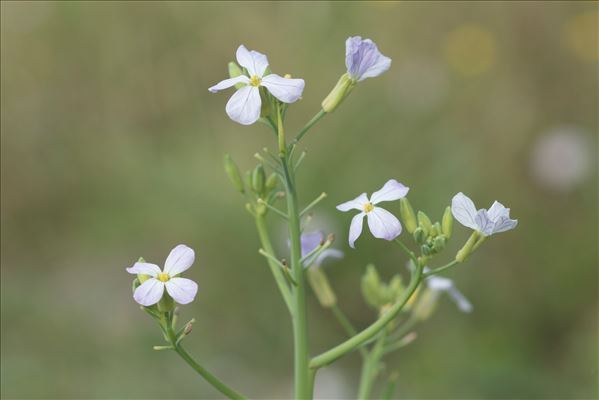 Raphanus sativus L.