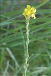 Rapistrum rugosum subsp. orientale (L.) Arcang.
