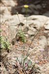 Reichardia picroides (L.) Roth