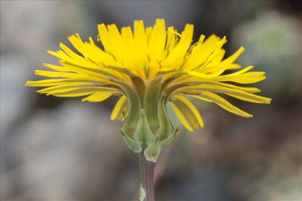 Reichardia picroides (L.) Roth