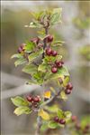 Rhamnus alaternus L. subsp. alaternus