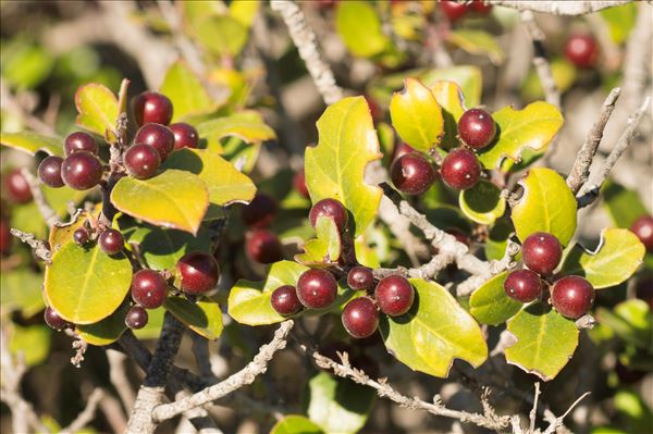 Rhamnus alaternus L. subsp. alaternus