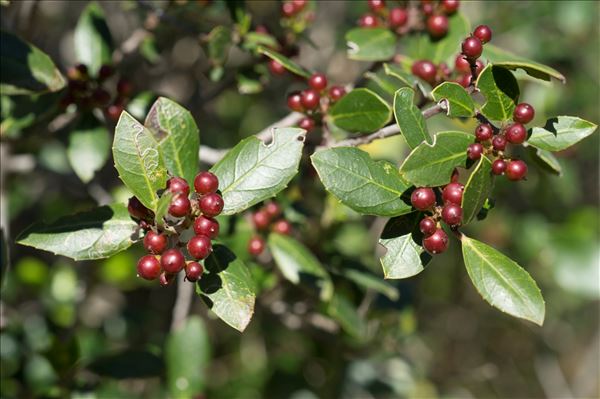 Rhamnus alaternus L. subsp. alaternus