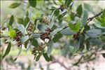 Rhamnus alaternus L. subsp. alaternus