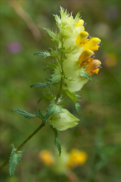 Rhinanthus angustifolius C.C.Gmel.