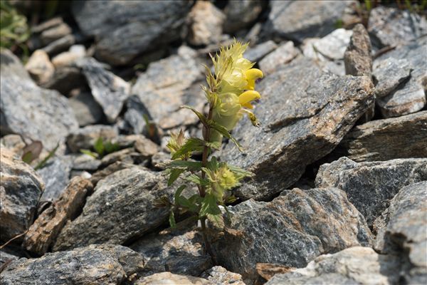Rhinanthus glacialis Personnat